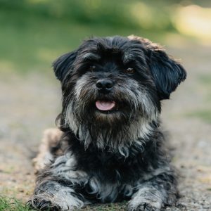Merlin